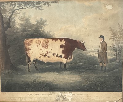 Lot 164 - Aquatint of the Durham Ox 49.5cm x 61.5cm, in glazed frame.