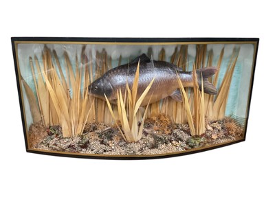 Lot 796 - Antique style model of a Carp, composite, in a bow fronted case, together with a model of a Turtle