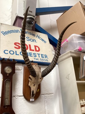 Lot 627 - Taxidermy- pair of early 20th century gazelle horns, mounted on oak shield.