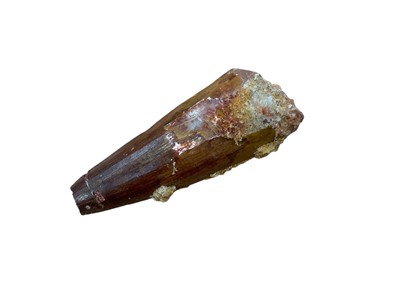 Lot 2435 - Fosillised dinosaur tooth, 7cm in overall length.