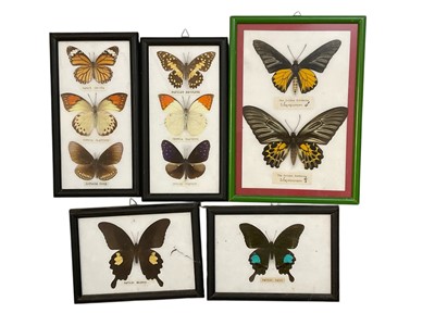 Lot 1434 - Group of framed exotic butterflies