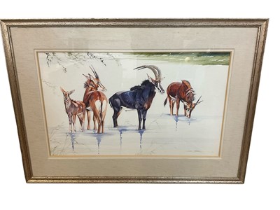Lot 1437 - Allan Carter (b. 1909) watercolour, Kudu, signed, 42 x 68cm, glazed frame