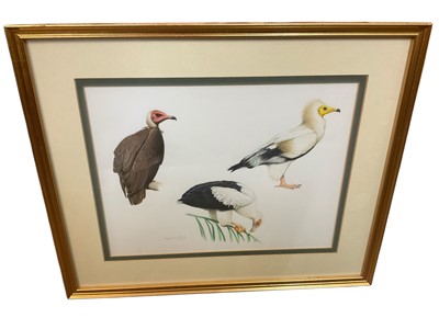 Lot 1443 - Malcolm Ellis, gouache on paper. Vulture, signed, 22 x 28cm, glazed frame