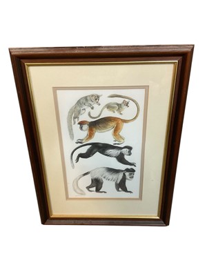 Lot 1447 - Priscilla Barrett, watercolour - Colobus monkeys and other mammals, 29 x 18cm, glazed frame
