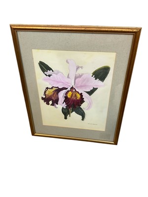 Lot 1449 - Rita Maskell, watercolour - 'Cattleya Hardyana', watercolour, 37 x 30cm