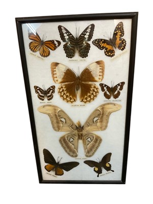 Lot 1450 - Framed display of Atlas moth and friends, glazed frame, 46 x 27cm