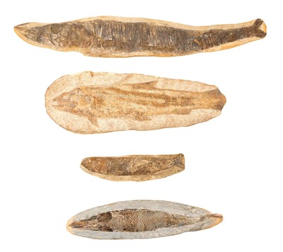 Lot 666 - Large specimen fish fossil and three others