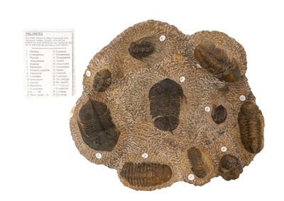 Lot 668 - Trilobite group fossils