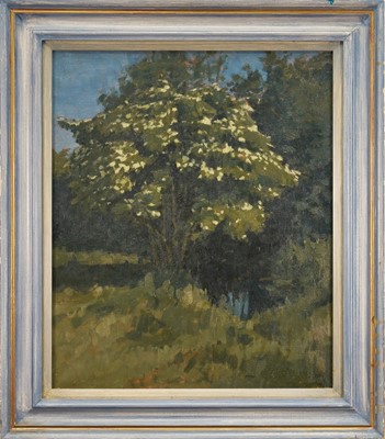Lot 882 - Laurence Self (b. 1924) oil on canvas, Elder Tree, signed, 61 x 51cm, framed