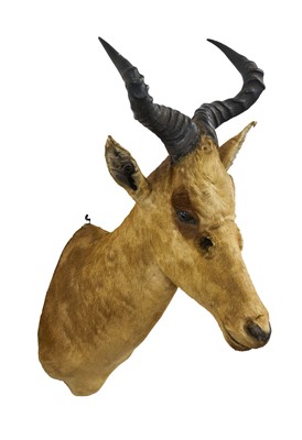 Lot 1414 - Antelope head trophy, 95cm in height