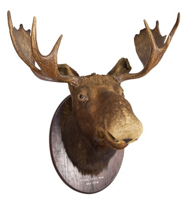 Lot 1417 - An impressive early 20th century Canadian Moose, full head and antler mount on wooden shield, inscribed 'Fisher River, Man, Dec. 1908'