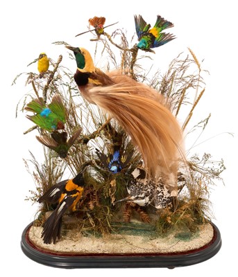 Lot 1400 - Late Victorian display of Birds of Paradise, perched on branches, on oval base under glass dome (cracked), 60cm high overall