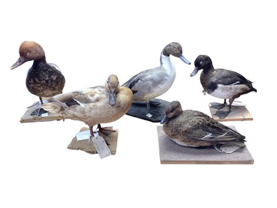 Lot 2652 - Group of five taxidermy ducks including Tufted duck, Northern Pintail duck, Mallard, Red Crested Pochard and one other. Provenance: From the Colchester and Ipswich Museums Collection