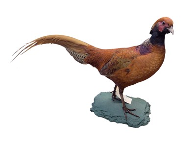 Lot 2653 - Taxidermy Cock Pheasant, on naturalistic base. Provenance: From the Colchester and Ipswich Museums Collection