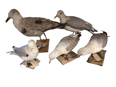 Lot 2667 - Group of five taxidermy gulls to include Common gull, Black headed gull and Herring gull (5). Provenance: From the Colchester and Ipswich Museums Collection
