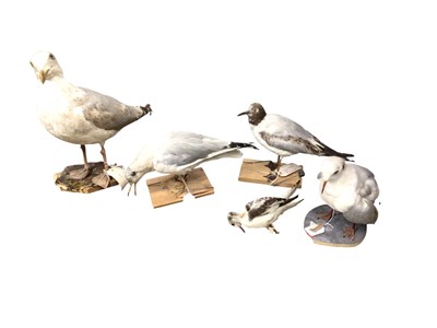 Lot 2668 - Group of five taxidermy gulls to include Little gull, Black headed gull and others (5). Provenance: From the Colchester and Ipswich Museums Collection