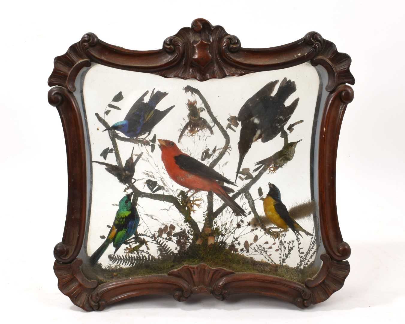 Lot 748 - 19th century taxidermy display of exotic birds, in glazed mahogany boxed frame