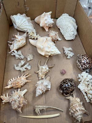 Lot 5014 - Group of shells, a boar tusk and a piece of jaw