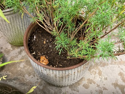 Lot 1956 - Two galvanised planters with ribbed bodies, both 53cm high