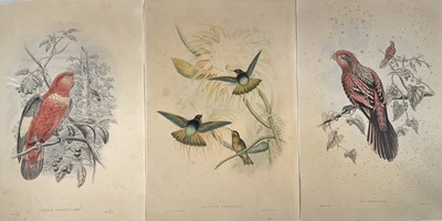Lot 288 - Group of nine J. Gould and H. Richter hand coloured lithographs, 19th century, including Shining Sunbeam Hummingbirds, Swallows, Vultures and Sea Eagle and others (9)