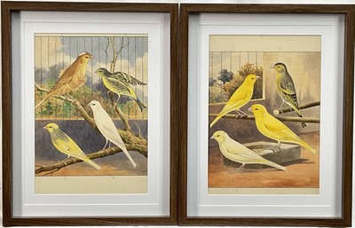 Lot 182 - H. Norman, two original watercolour illustrations for ‘Our Canaries’ by Claude St. John, 1911, both signed and inscribed