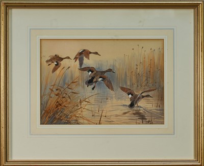 Lot 996 - *John Cyril Harrison (1898-1985) watercolour - 'Gadwall Pitching', signed, titled verso, in glazed gilt frame Provenance: Vicars Brothers, Old Bond Street