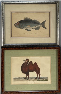 Lot 179 - Pair Natural History prints, J. Pass after Johann Eberhard Ihle, Camel and a Sea Perch, c. 1800, both 12cm x 19cm, in glazed frames (2)
