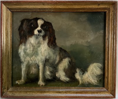Lot 259 - English School, oil on panel, A Spaniel, 16cm x 20cm, framed