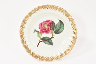 Lot 161 - Derby botanical plate, painted with Camellia Japonica, circa 1795