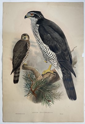 Lot 220 - Astur Palumbarius, hand-coloured lithograph after J. Gould. J. Wolfe & H C Richter del et Lith, pub. Walter, c1873