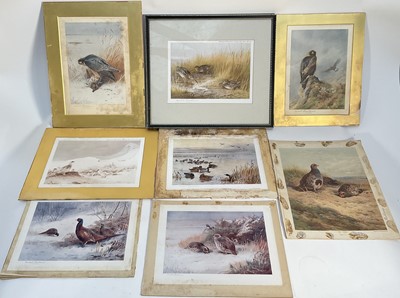 Lot 973 - Archibald Thorburn (1860-1935) group of eight coloured prints of game birds and birds of prey, seven signed, one framed (8)