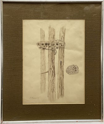 Lot 1255 - *Francis Plummer (1930-2019) monochrome watercolour, 'A Study, Pines', signed and dated '60, titled verso, 37cm x 28cm, glazed frame