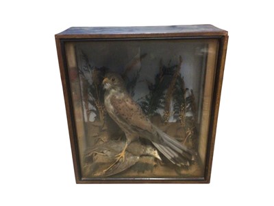Lot 2934 - Of local Sudbury interest - late 19th / early 20th century Taxidermy of a kestrel in a box