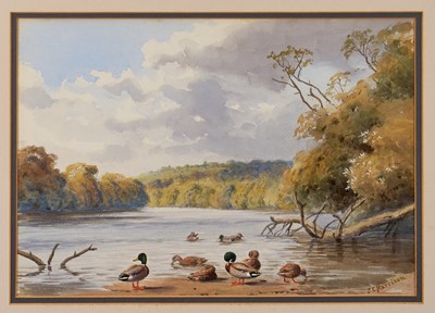 Lot 1358 - *John Cyril Harrison (1898-1985) watercolour - Mallards on a Lakeside, signed, 23cm x 33cm, in glazed frame