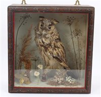 Lot 912 - Glazed case containing a Long-Eared Owl in...