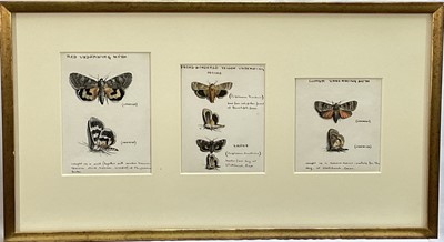 Lot 228 - English School, 20th century, three watercolours of moths, each inscribed, framed as one, 30cm x 55cm overall