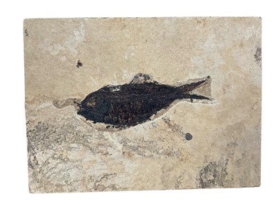 Lot 3033 - Fossilised fish