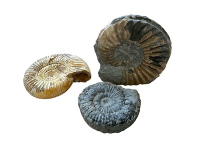 Lot 3035 - Three ammonite fossils
