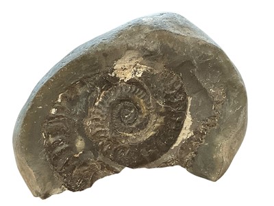 Lot 3034 - Ammonite nodule