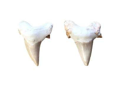 Lot 2989 - Two fossilised shark's teeth