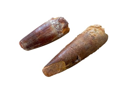 Lot 3038 - Two fossilised Spinosaurus dinosaur teeth