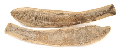 Lot 716 - Good fossil fish part and counterpart specimen, each approximately 46cm long