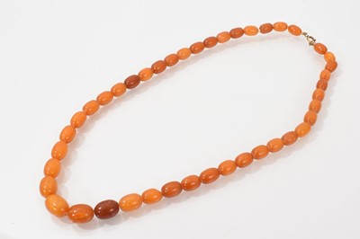 Lot 502 - Antique amber bead necklace with a string of graduated butterscotch amber beads, length 53cm.