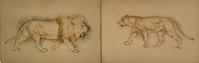 Lot 1307 - Folio of sketches including many works by Stefani Melton Fisher (1894-1963), mostly big cats and other animals, also works by other hands