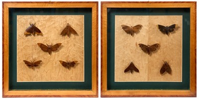 Lot 924 - Pair of finely carved treen moth arrangements
