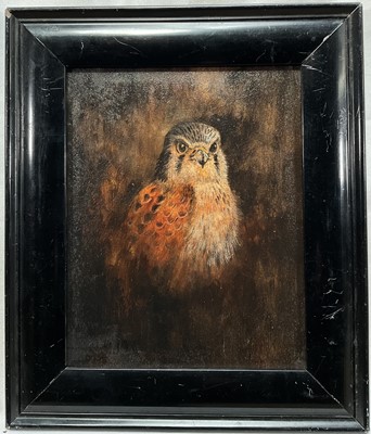 Lot 94 - English School, oil on board, A Kestrel, 24cm x 19cm, framed