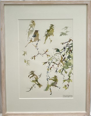 Lot 74 - Darren Woodhead (b. 1971) watercolour, Willow Warbler studies, signed and dated, 52cm x 35cm, glazed frame
