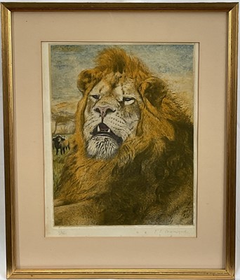 Lot 79 - Timothy J. Greenwood (b. 1947) limited edition coloured etching of a Lion, signed, 23/100, 31cm x 25cm, in glazed frame