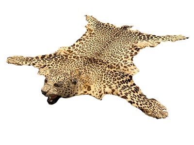 Lot 957 - Early 20th century Leopard skin rug, with full head mount (lacking tail), 146cm long x 136cm wide