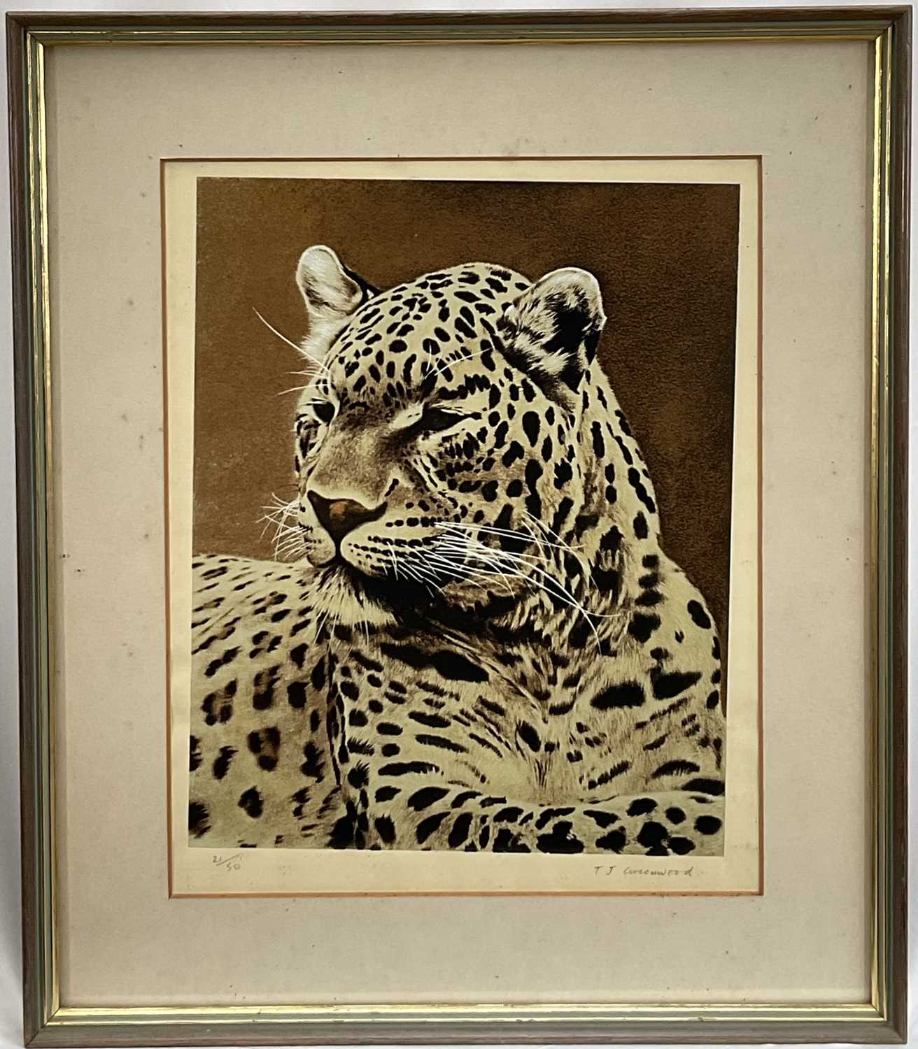 Lot 78 - Timothy J. Greenwood (b. 1947) limited edition coloured etching of a Leopard, signed, 21/50, 38cm x 30cm, in glazed frame